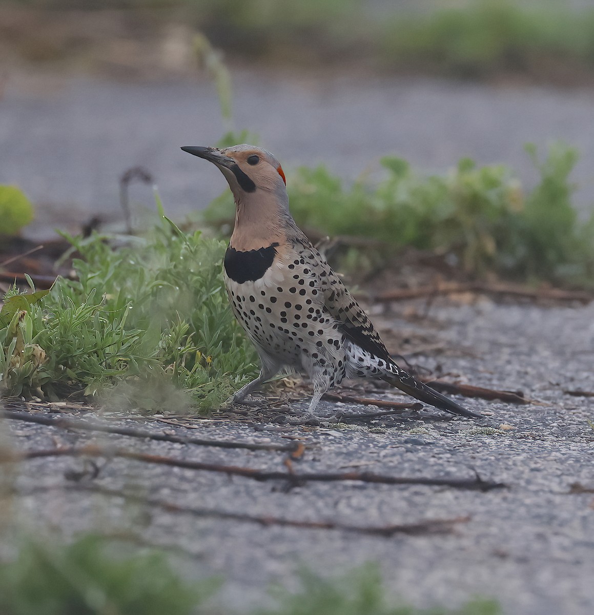 Northern Flicker - Scott Sneed