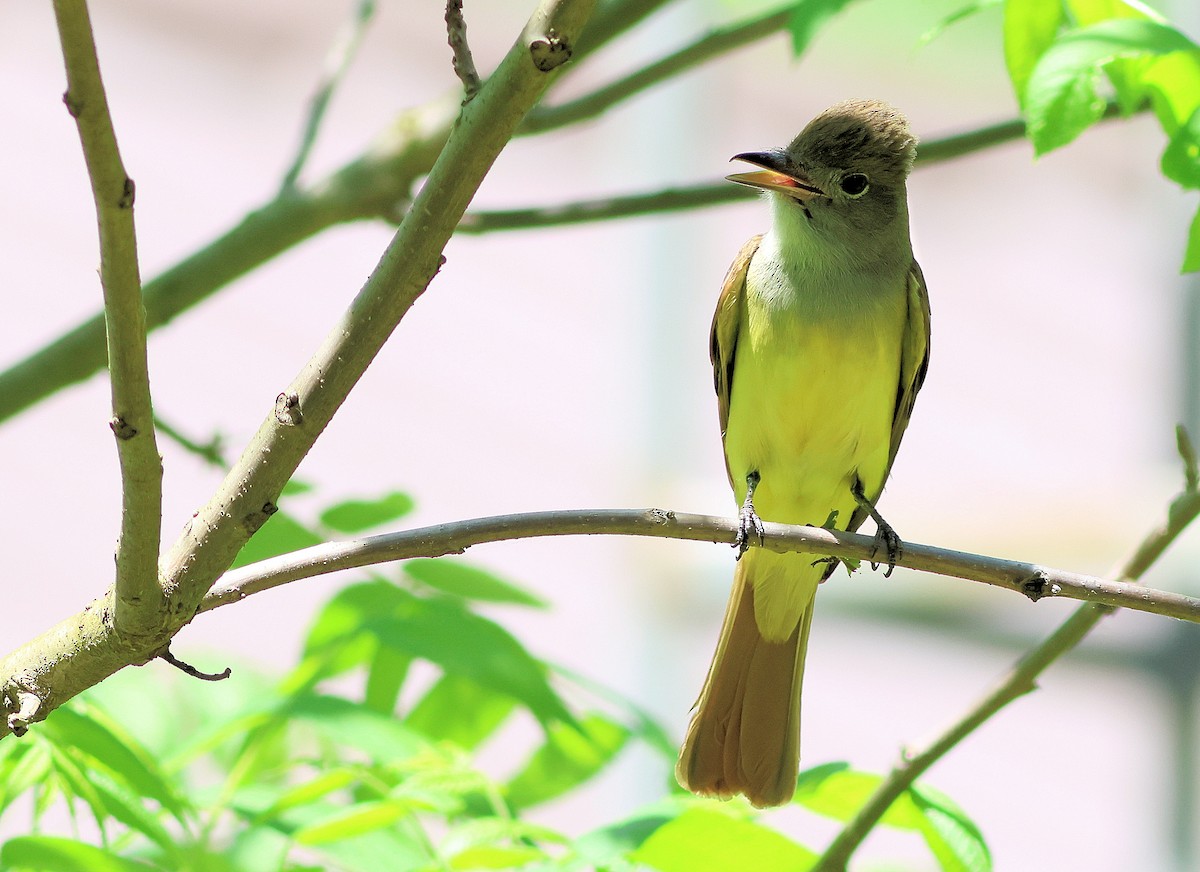 Great Crested Flycatcher - ML619563386