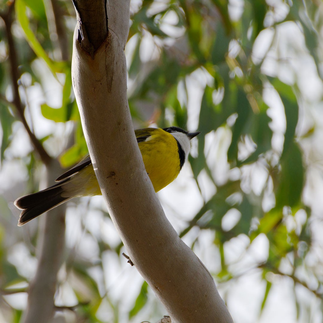 Golden Whistler - Rob Geraghty