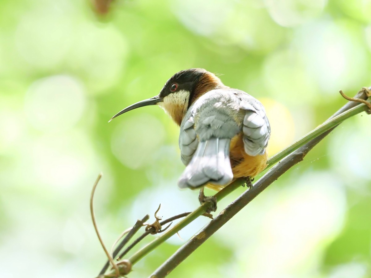 Eastern Spinebill - ML619563389