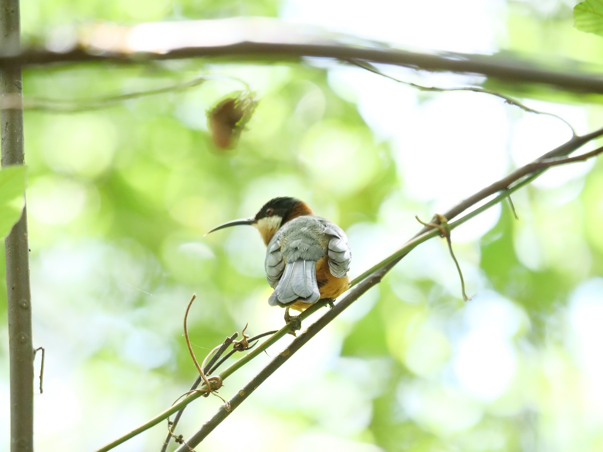 Eastern Spinebill - Jonathan Boucher