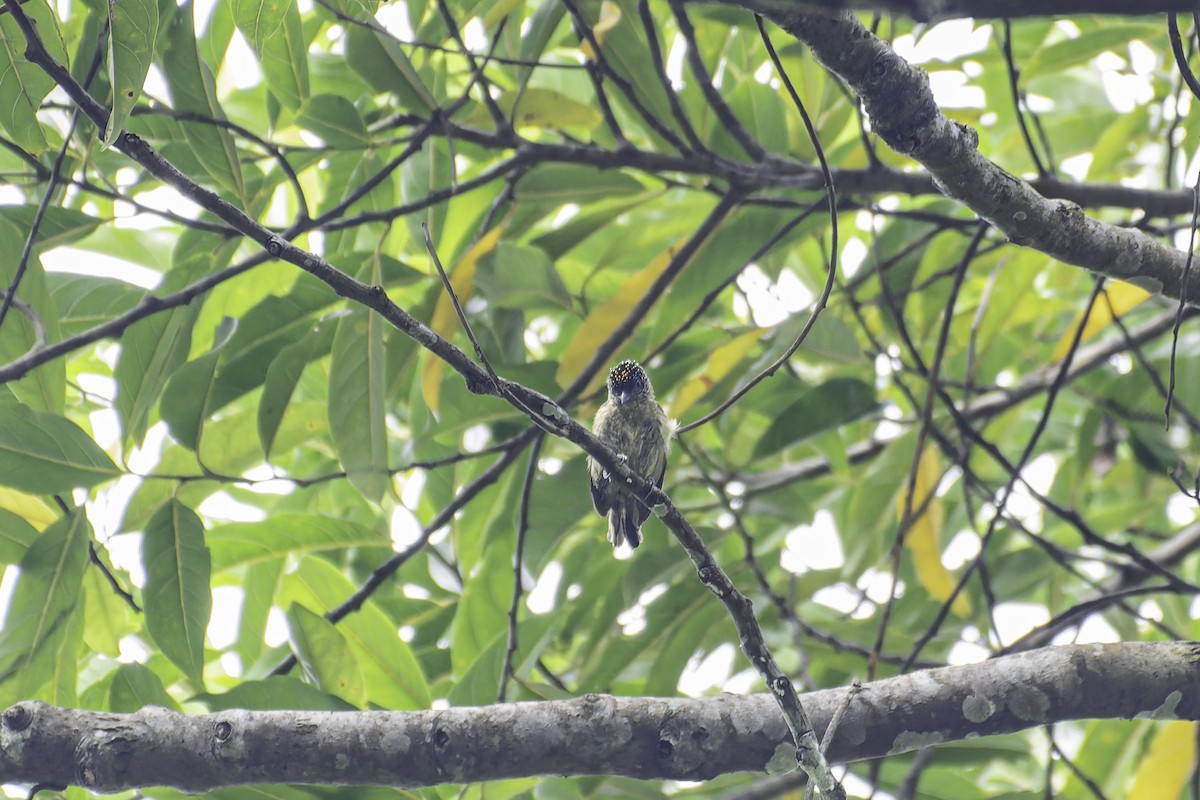 Olivaceous Piculet - George Roussey