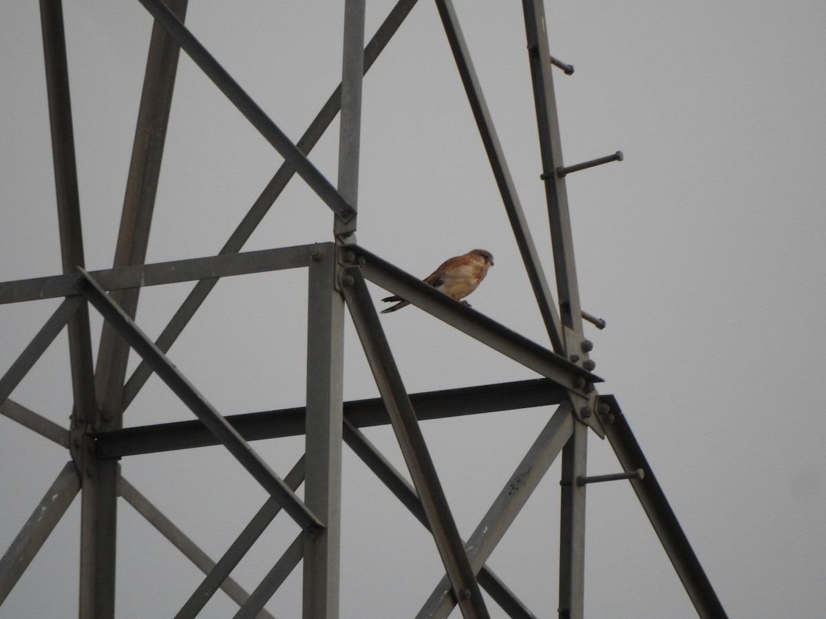 Nankeen Kestrel - DS Ridley