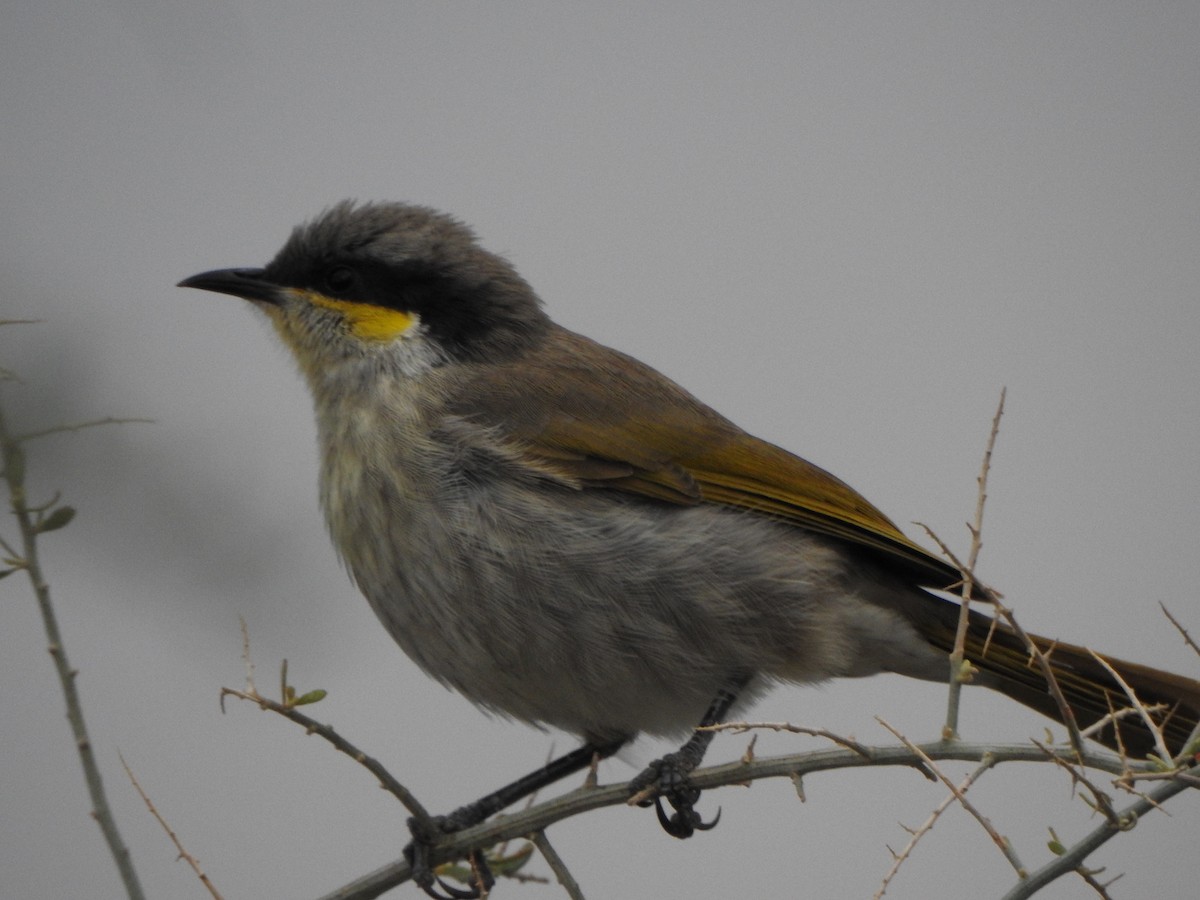 Singing Honeyeater - DS Ridley