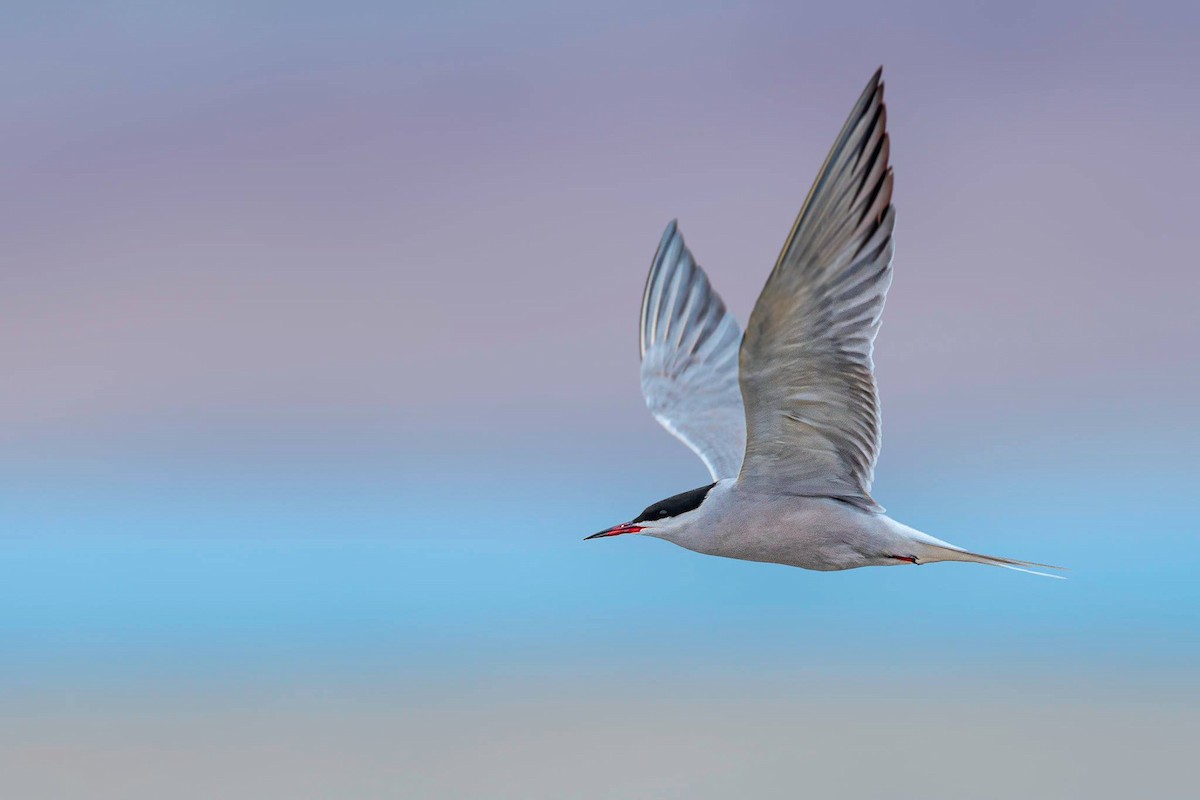 Common Tern - Rahul Chakraborty