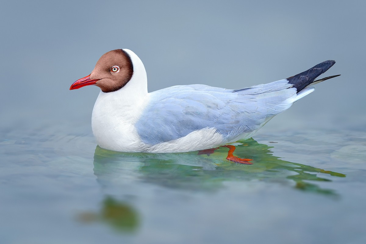 Brown-headed Gull - Rahul Chakraborty