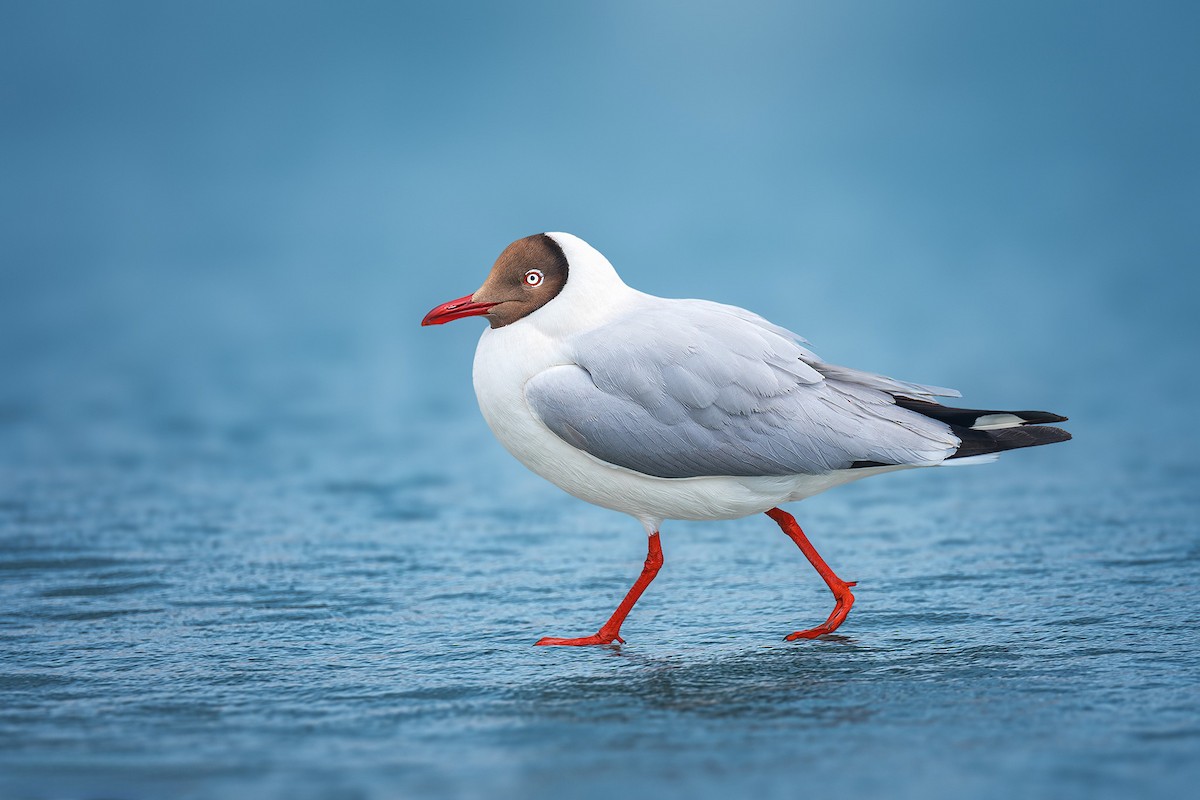 Brown-headed Gull - Rahul Chakraborty