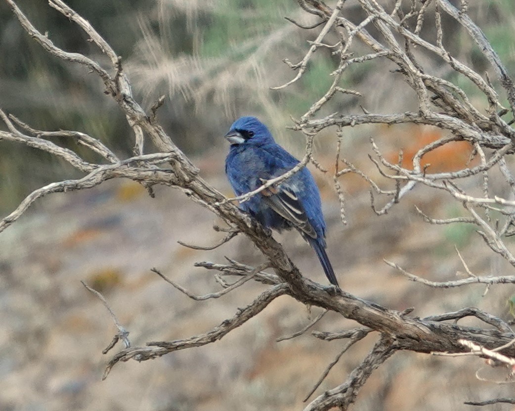 Blue Grosbeak - Tim Shortell