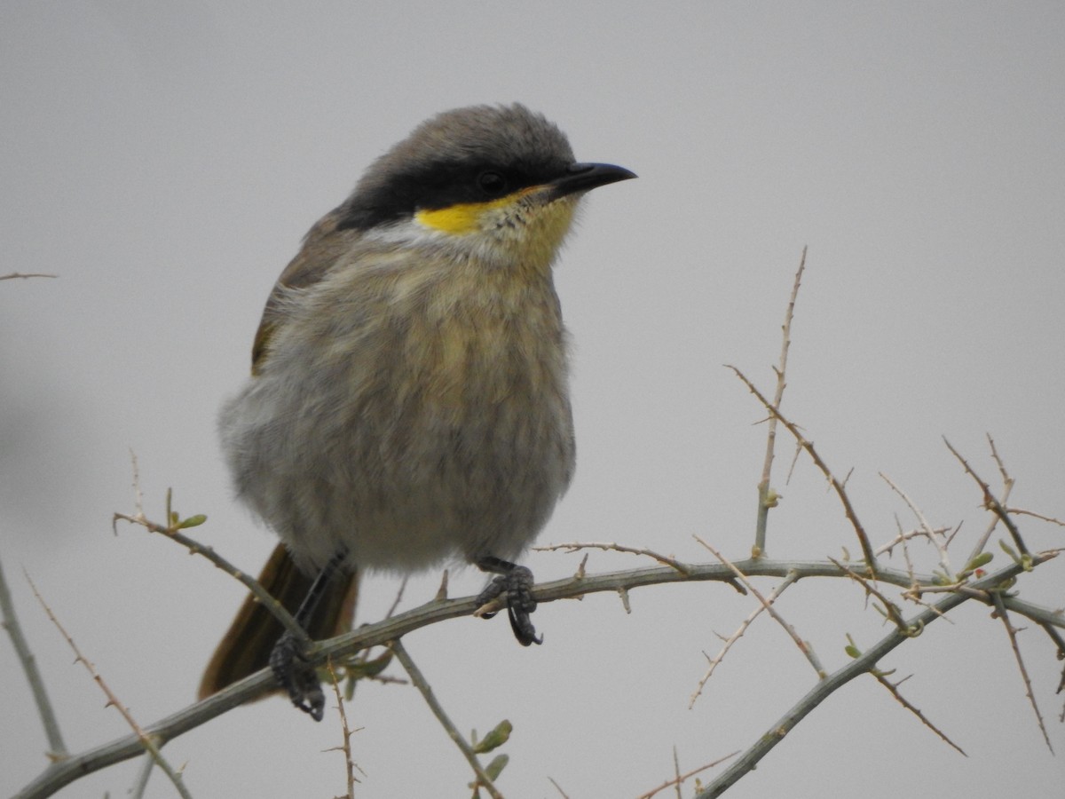 Singing Honeyeater - DS Ridley