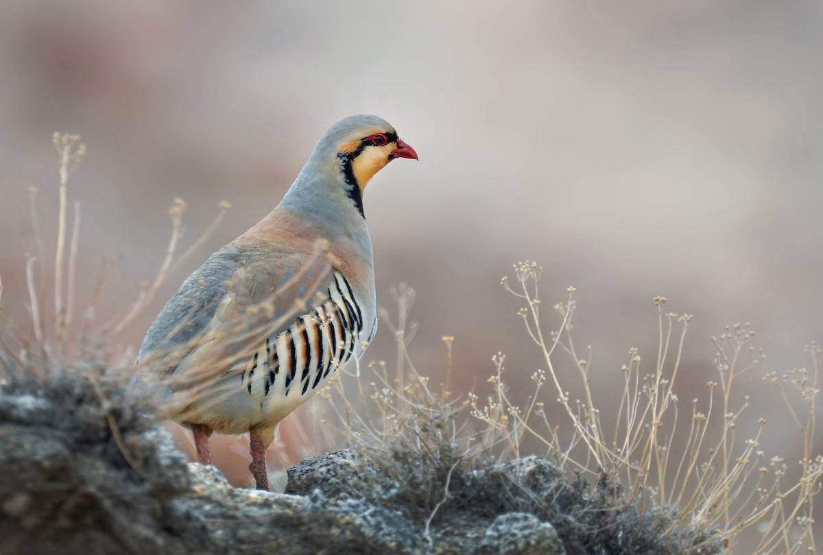 Chukar - ML619563420