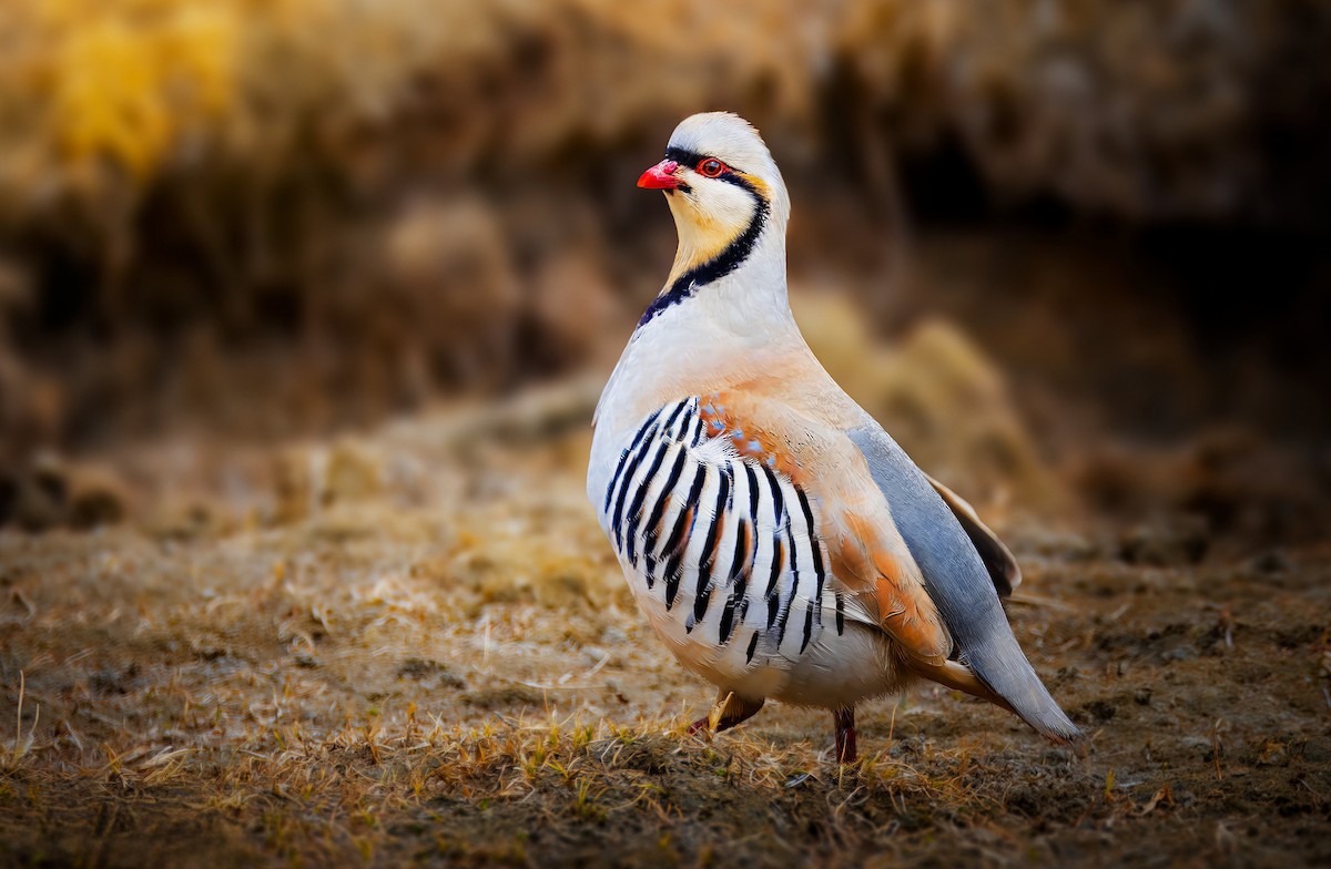 Chukar - Rahul Chakraborty