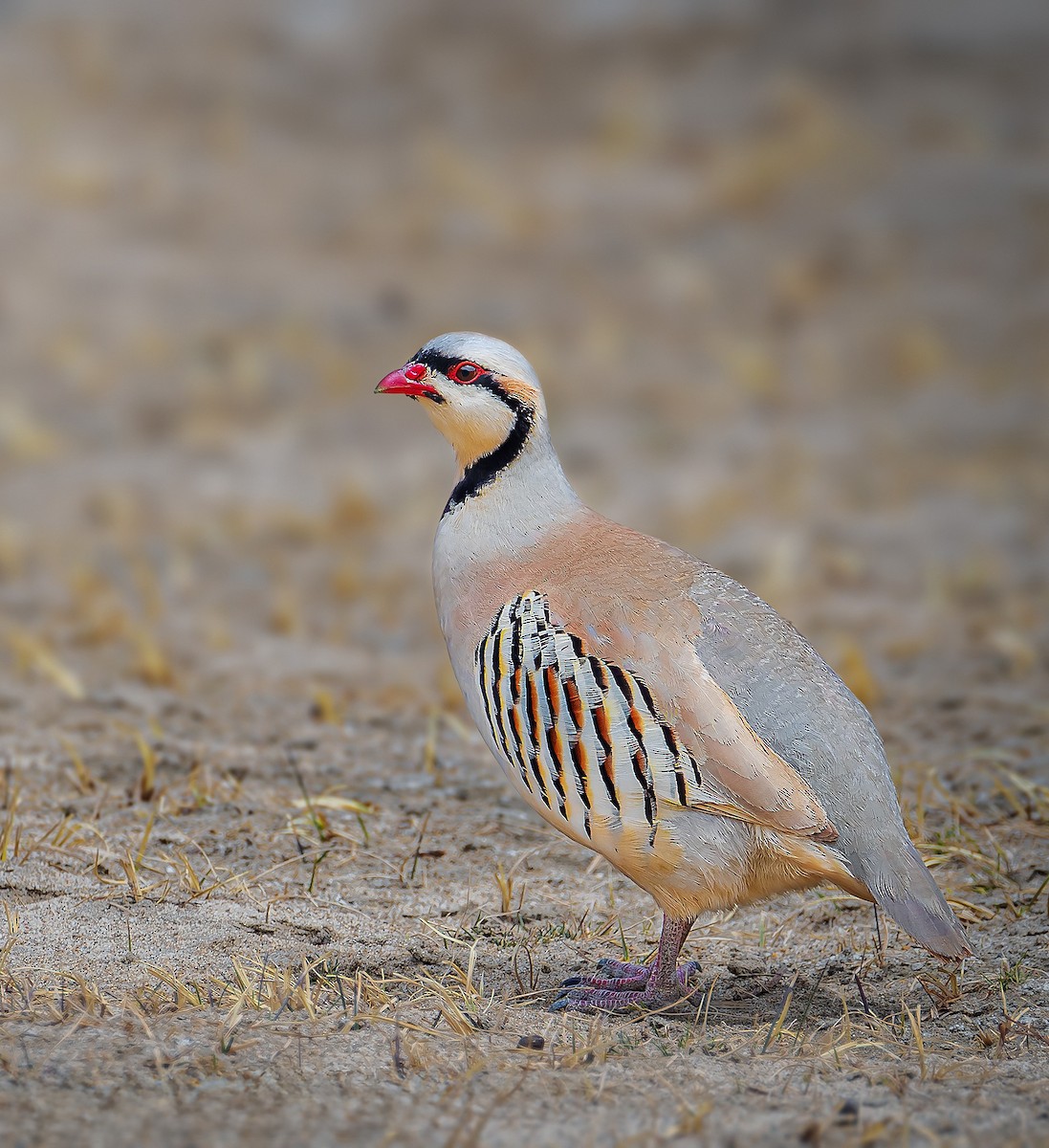 Chukar - ML619563422