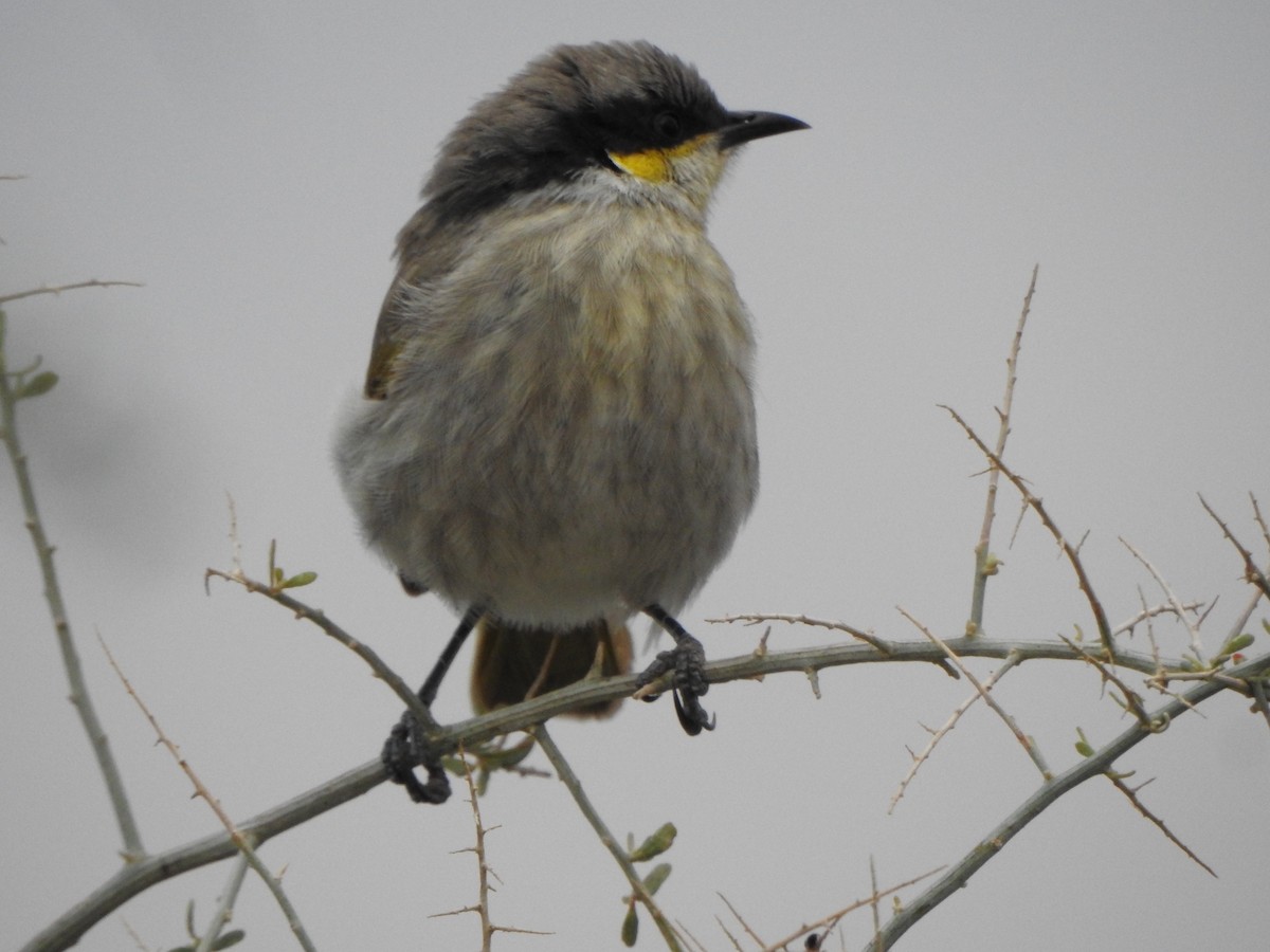 Singing Honeyeater - DS Ridley