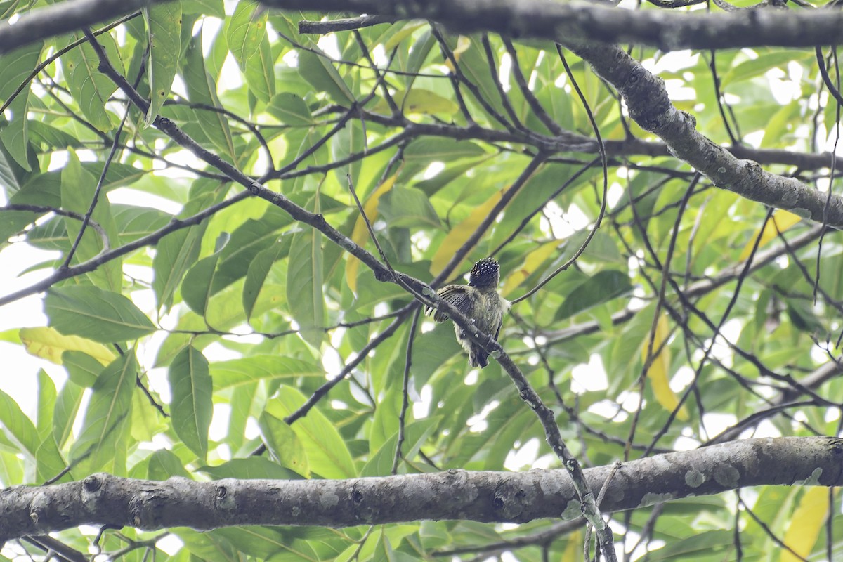 Olivaceous Piculet - ML619563429