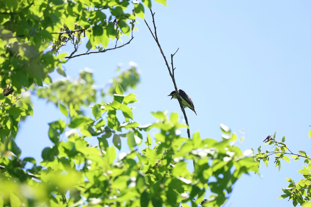 Eastern Kingbird - Anonymous