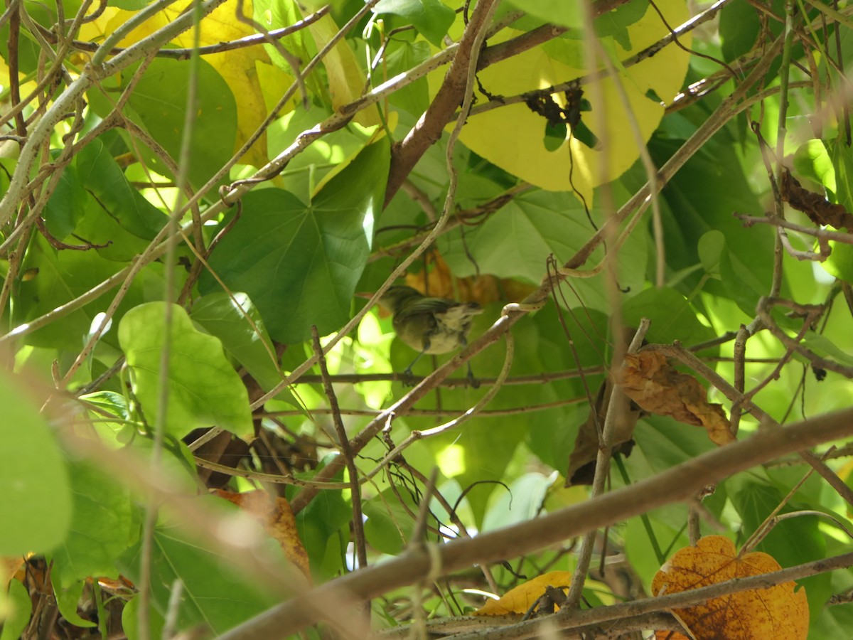 Seychelles Warbler - Eric Heijs