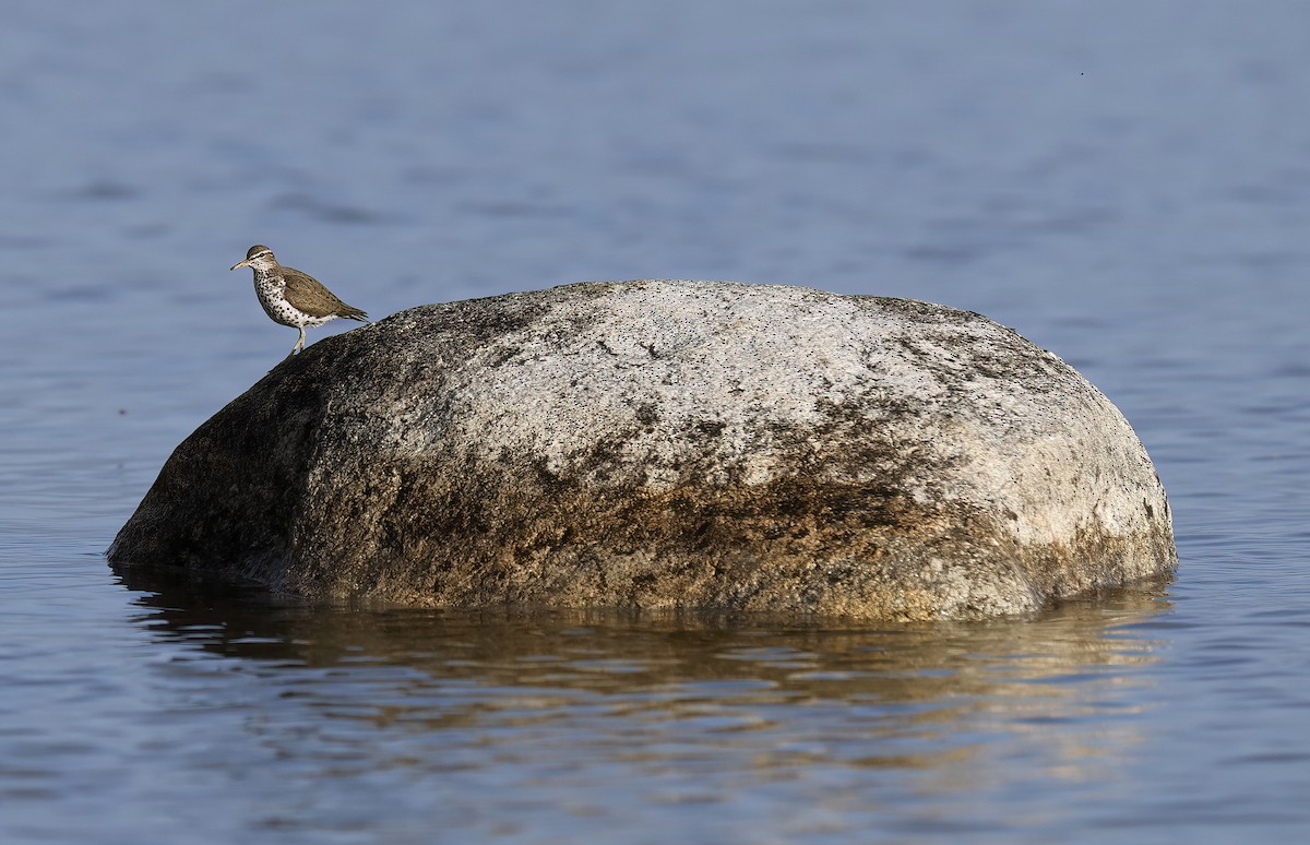 Spotted Sandpiper - Scott Sneed