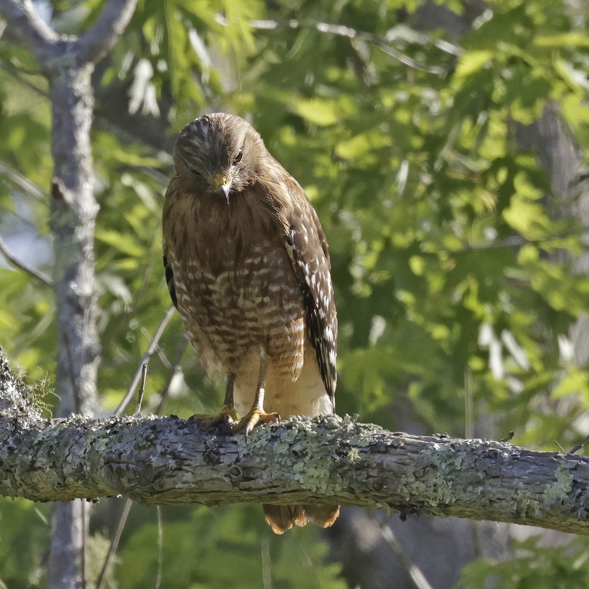 Red-shouldered Hawk - ML619563444