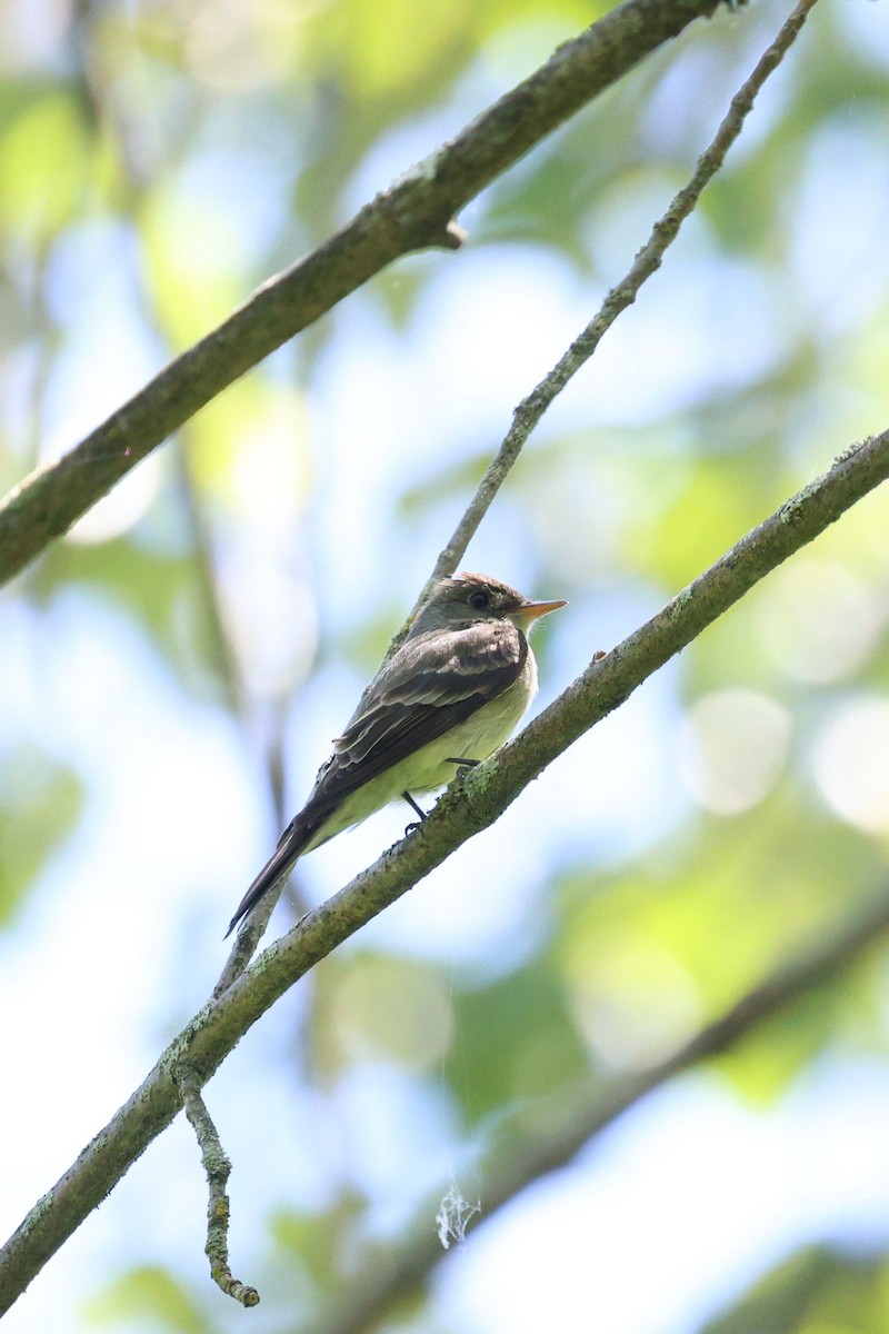 Eastern Wood-Pewee - Anonymous