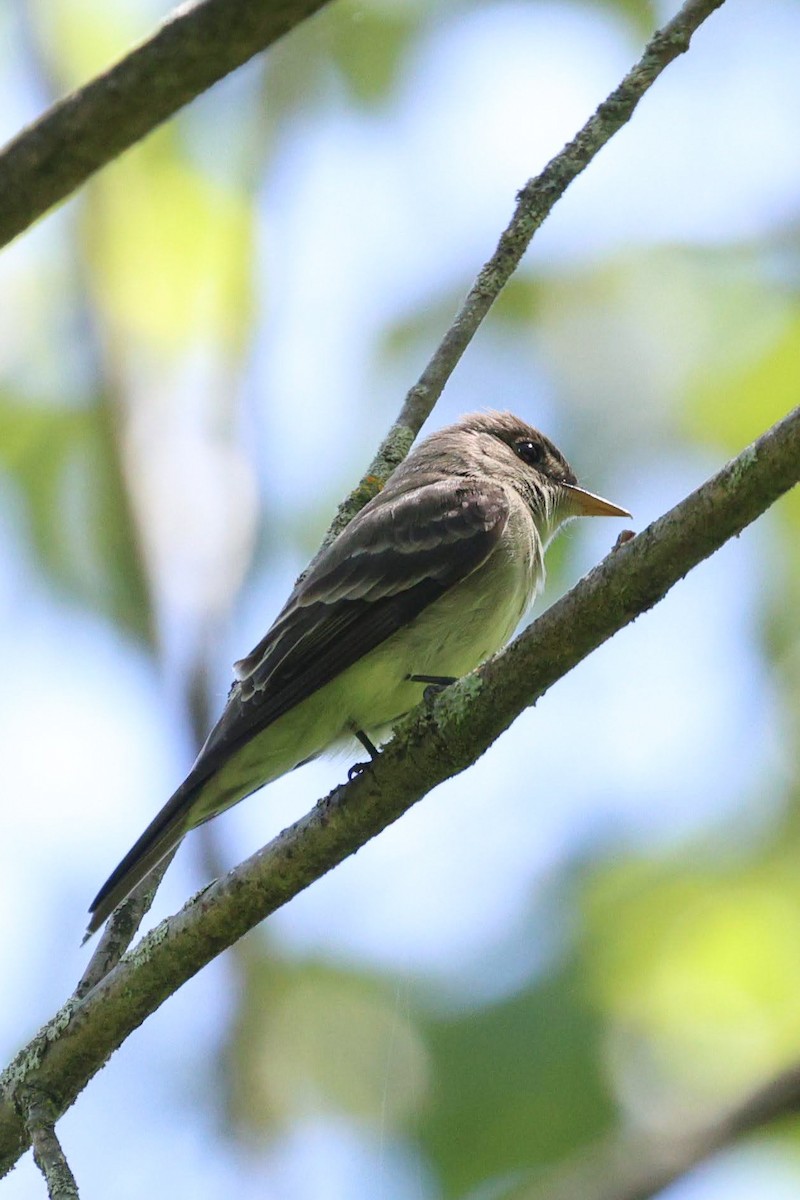 Eastern Wood-Pewee - Anonymous