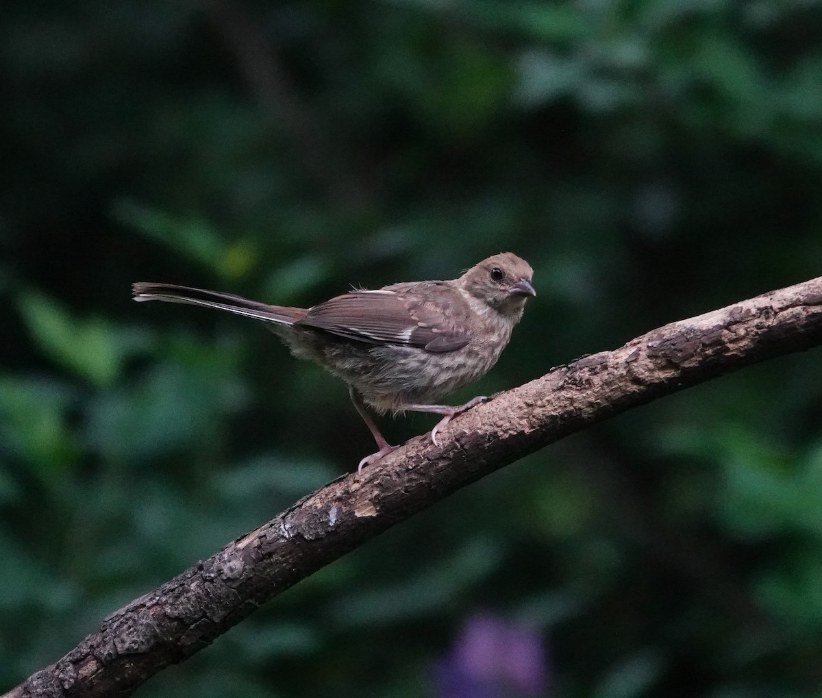 Eastern Towhee - Kay Dantzler