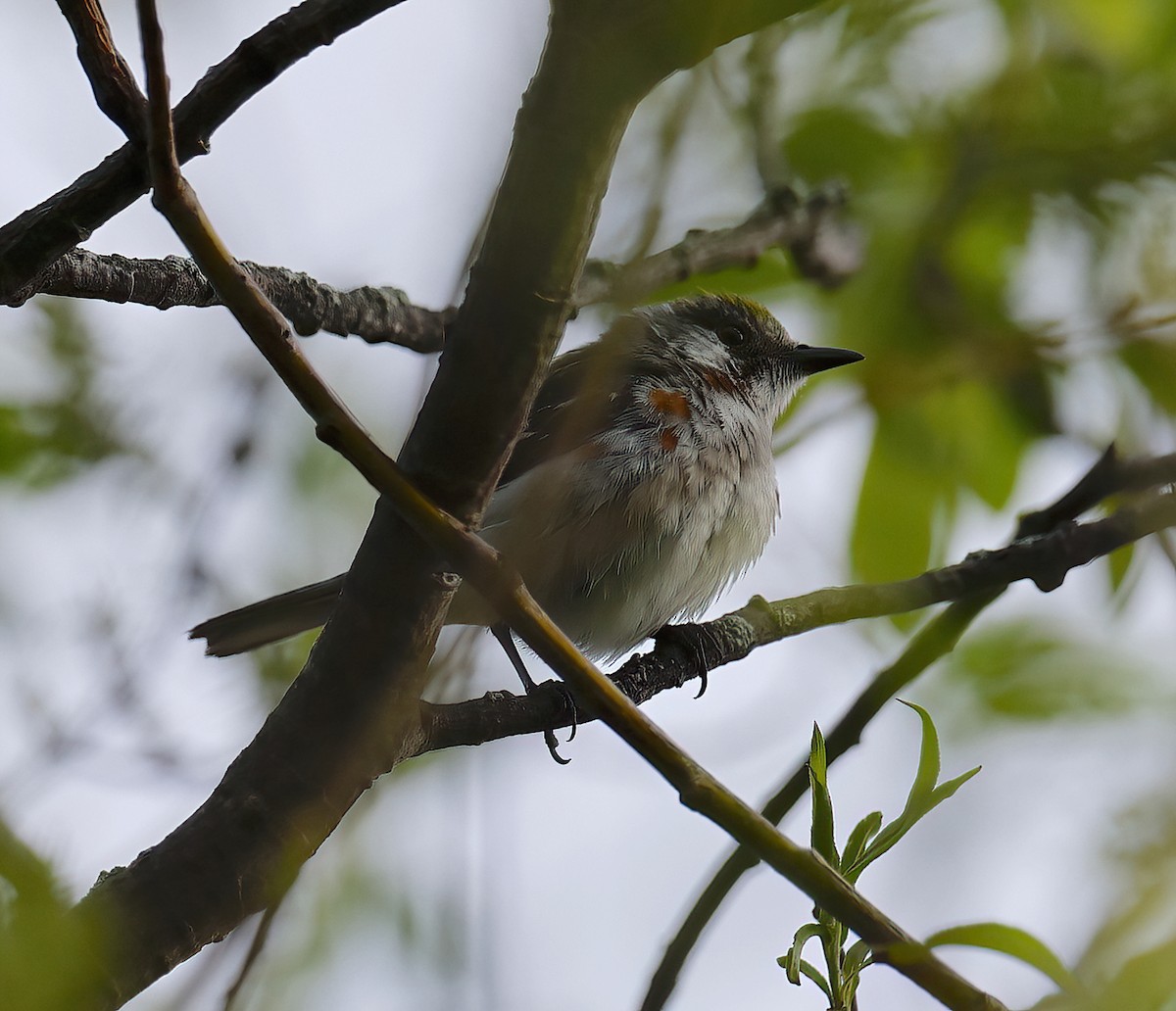 Chestnut-sided Warbler - Scott Sneed