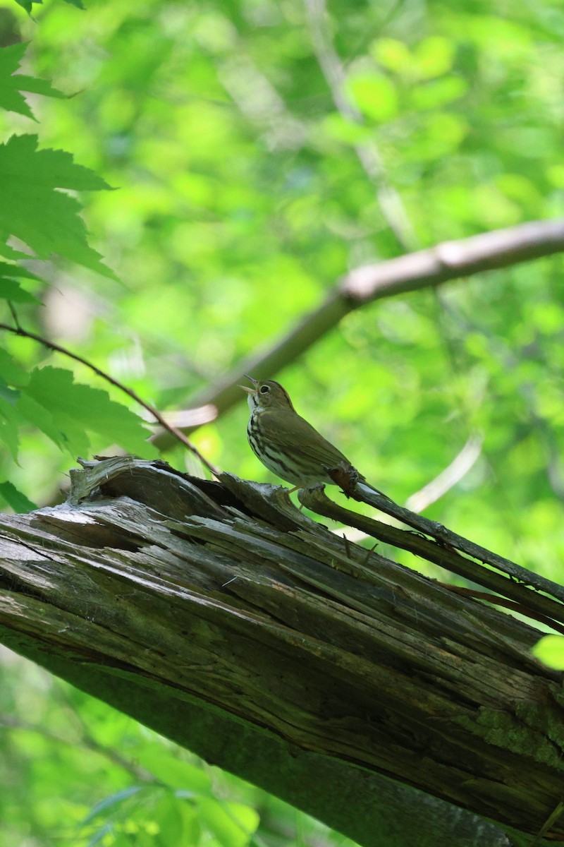 Ovenbird - Anonymous