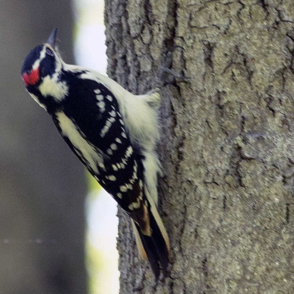 Hairy Woodpecker - Ross Hall