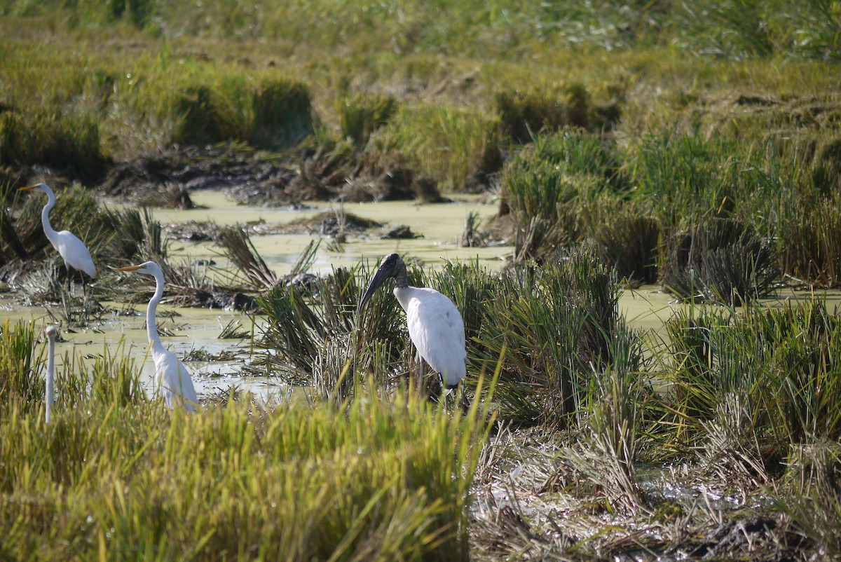 Wood Stork - Brenda Sánchez