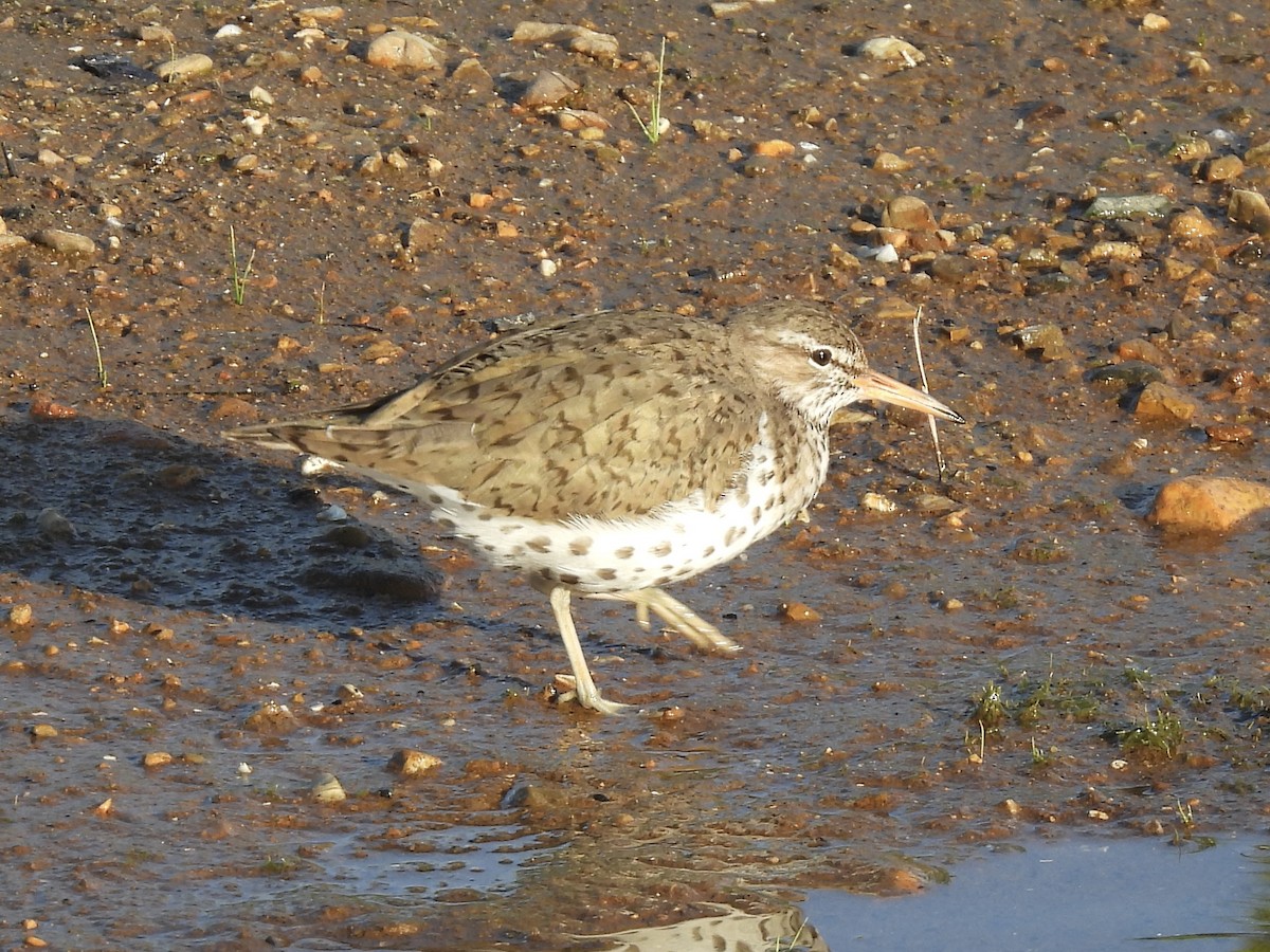 Spotted Sandpiper - Jenny Flexman