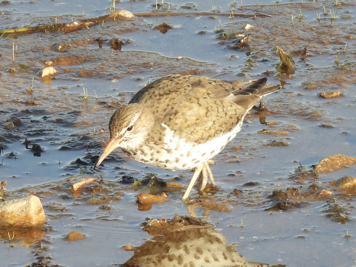 Spotted Sandpiper - Jenny Flexman