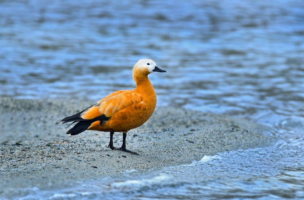 Ruddy Shelduck - ML619563475