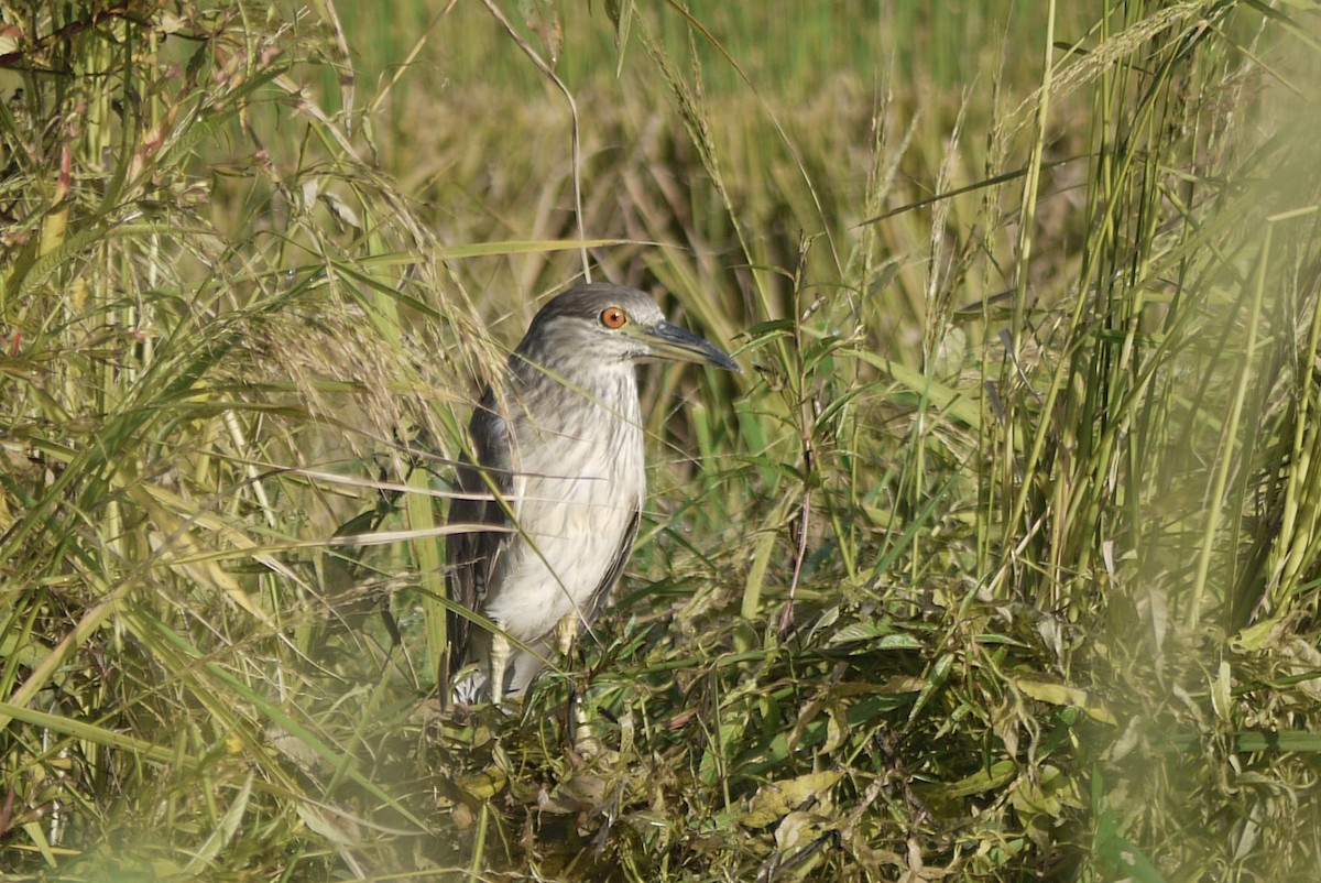 Black-crowned Night Heron - Brenda Sánchez