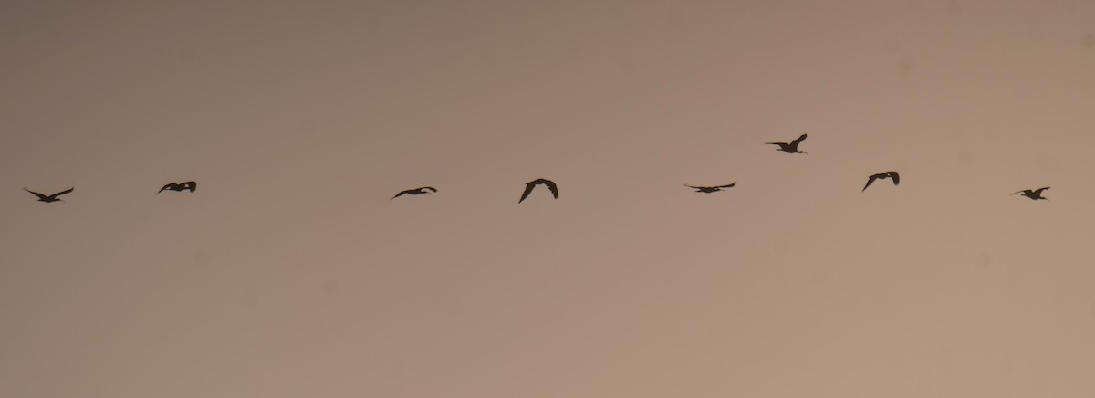 skallet ibis - ML619563481