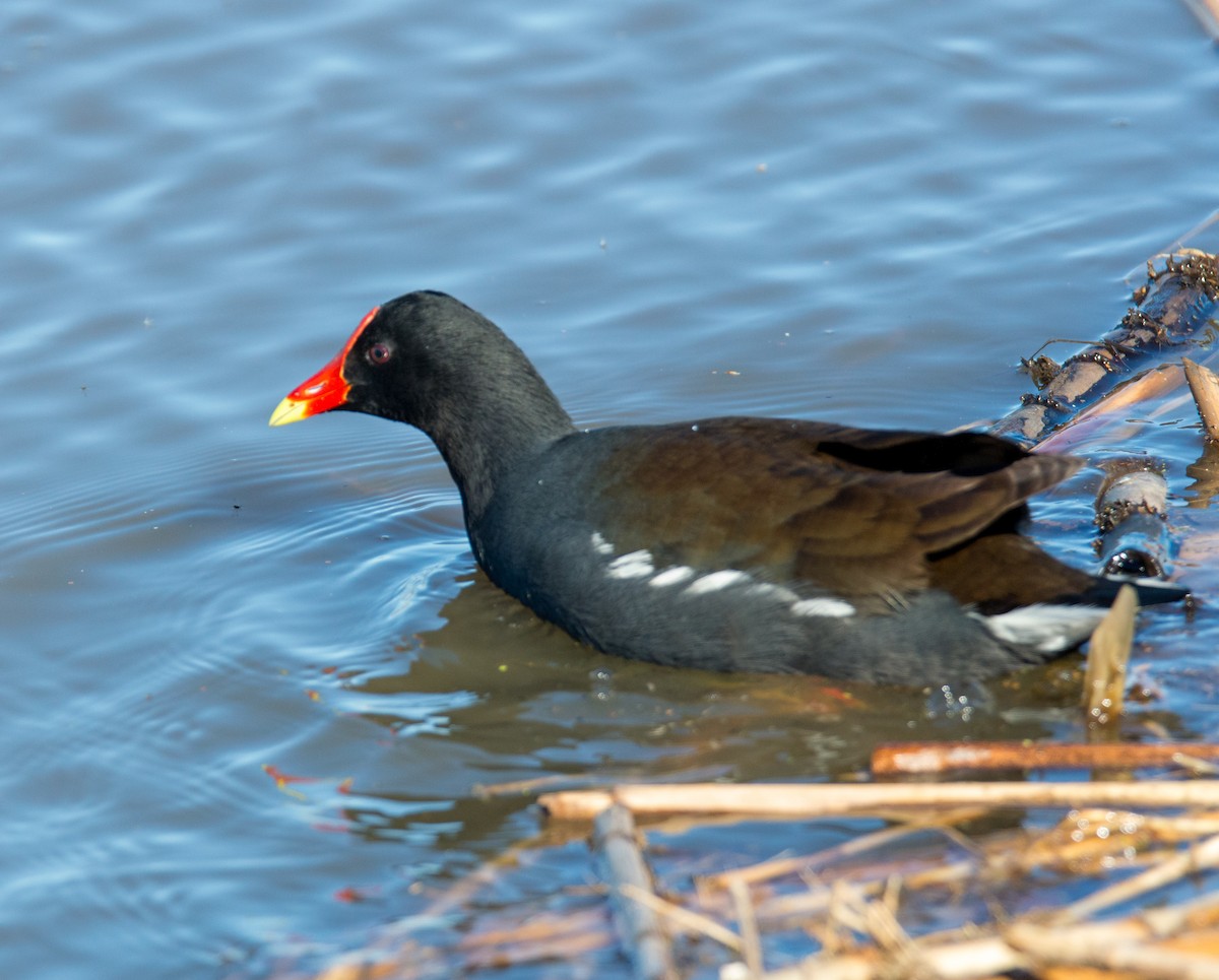 Common Gallinule - ML619563483