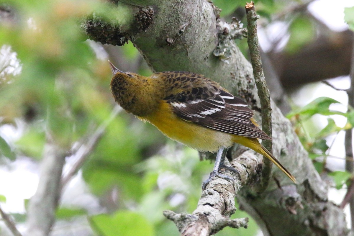 Baltimore Oriole - Devin Griffiths