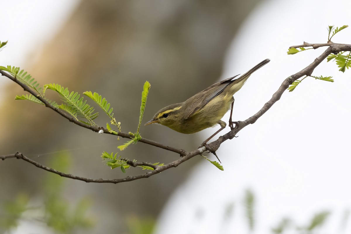 Tickell's Leaf Warbler - ML619563488