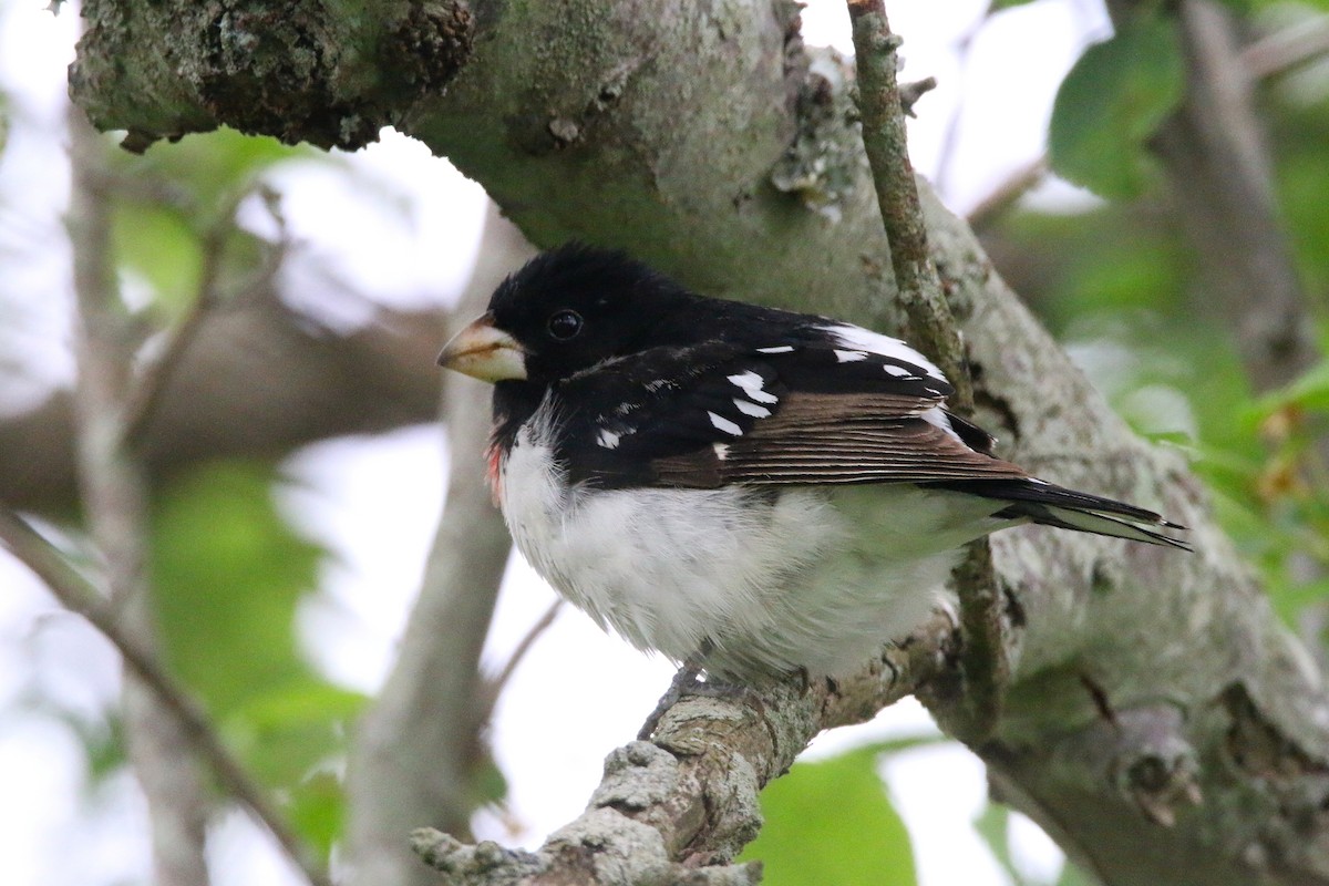 Rose-breasted Grosbeak - Devin Griffiths