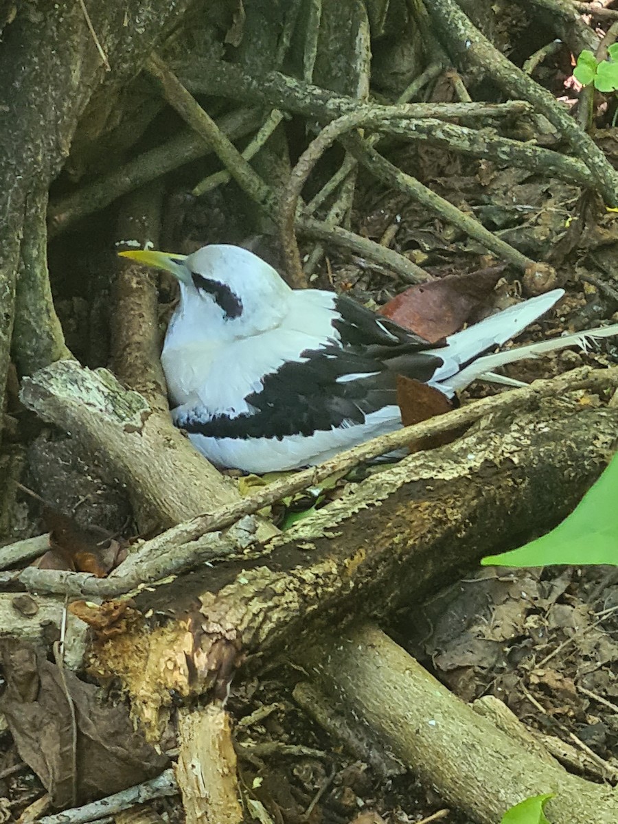 White-tailed Tropicbird - Eric Heijs