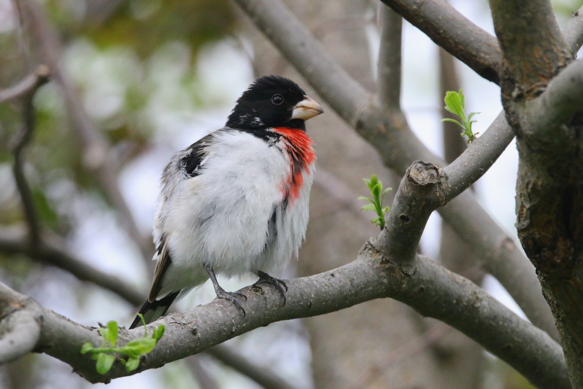 Rose-breasted Grosbeak - Devin Griffiths