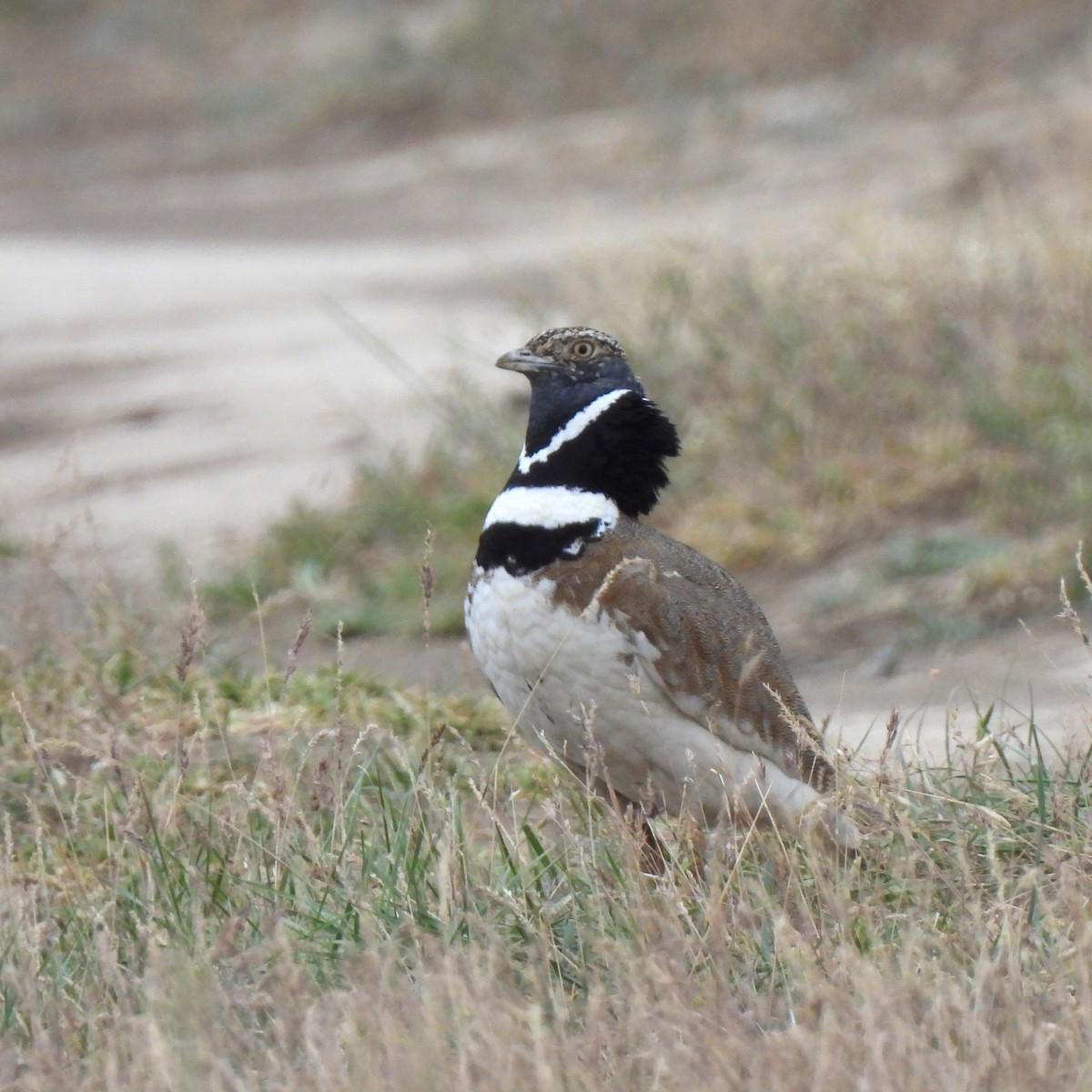 Little Bustard - Valeriya Andronova