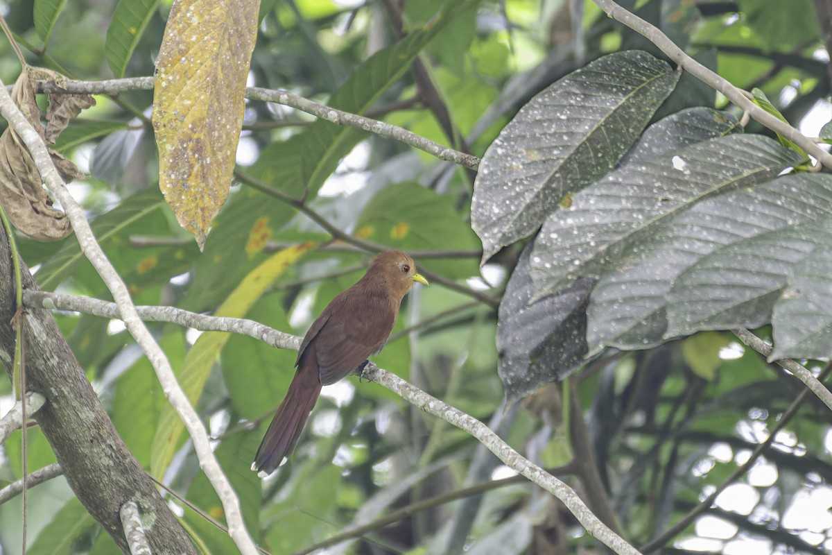 Little Cuckoo - ML619563518