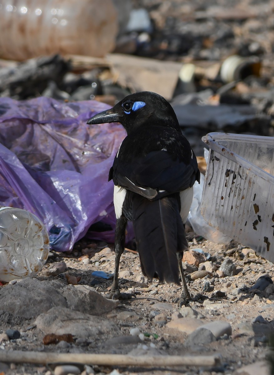 Maghreb Magpie - Viorel-Ilie ARGHIUS