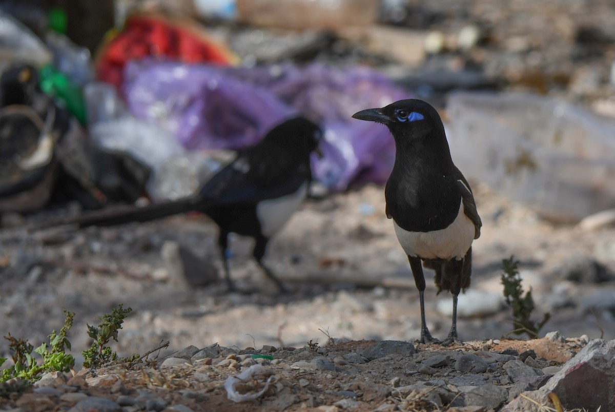 Maghreb Magpie - Viorel-Ilie ARGHIUS