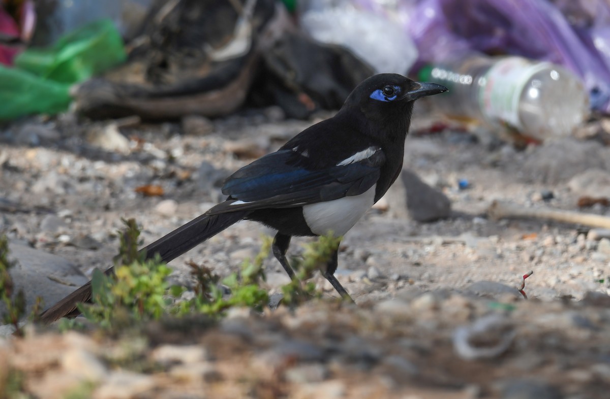 Maghreb Magpie - ML619563521