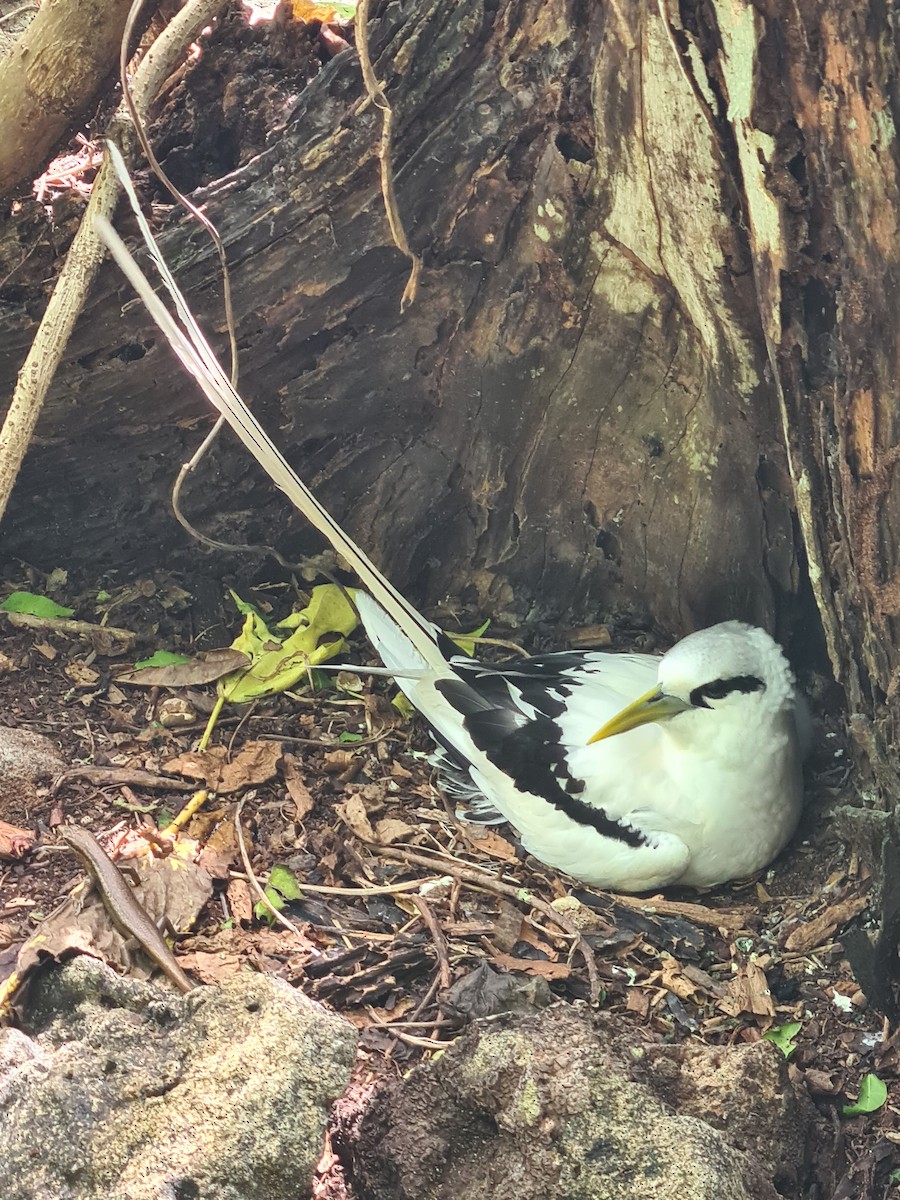 White-tailed Tropicbird - Eric Heijs