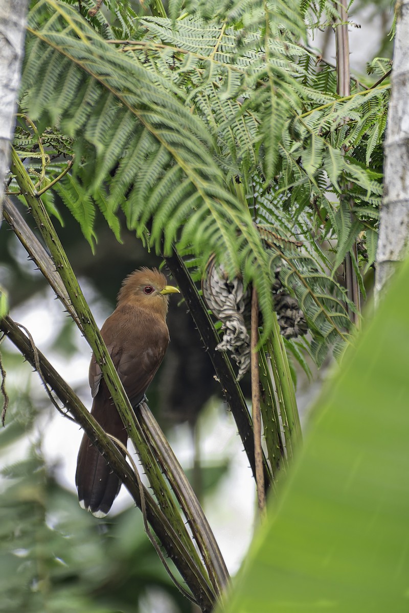 Little Cuckoo - ML619563529