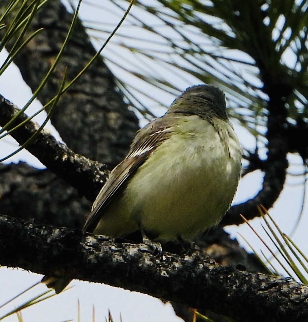 Blue-headed Vireo - Dave Manzer