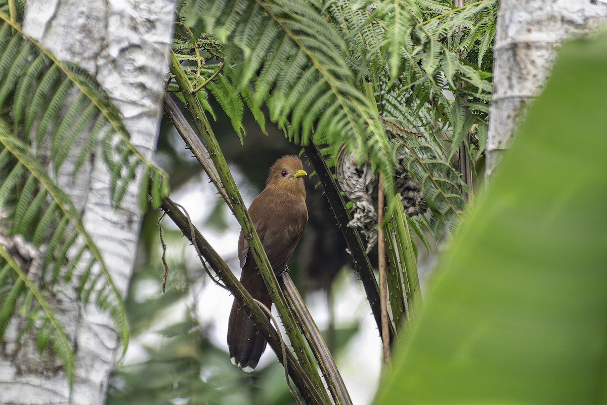 Little Cuckoo - ML619563535