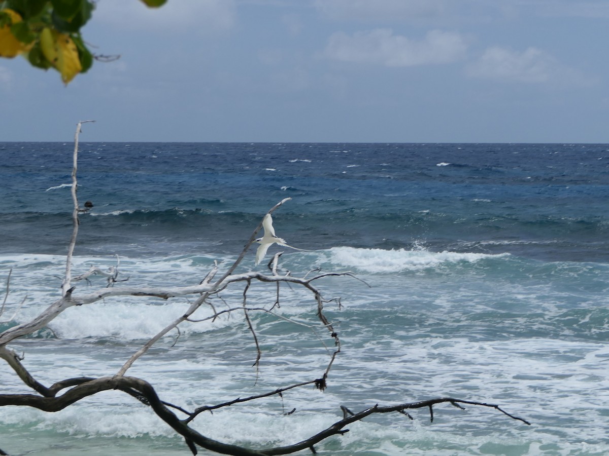 White-tailed Tropicbird - ML619563538